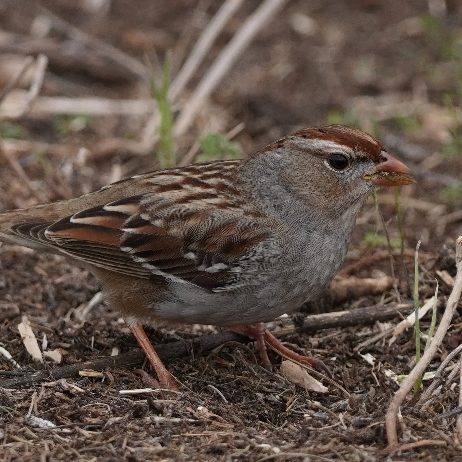 White-crowned Sparrow