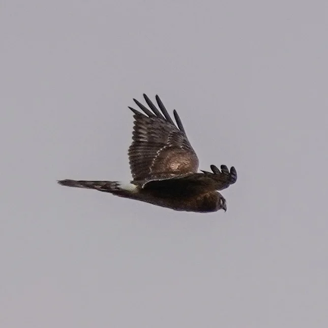 Northern Harrier