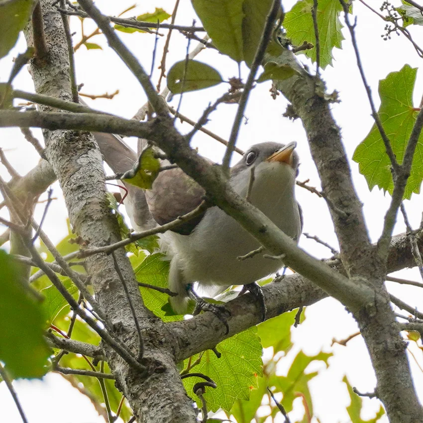 Yellow-billed Cuckoo