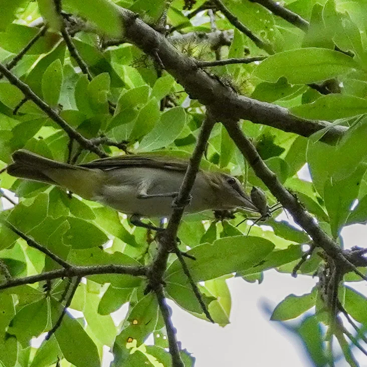 Red-eyed Vireo