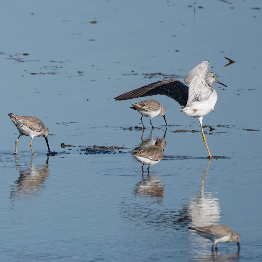 Action shot: A Greater Yellowlegs displaying its namesake bright legs while foraging in the tidal reflections at Spoonbill Pond.
