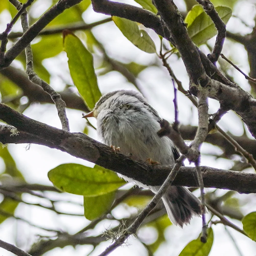 Northern Parula (youngster)