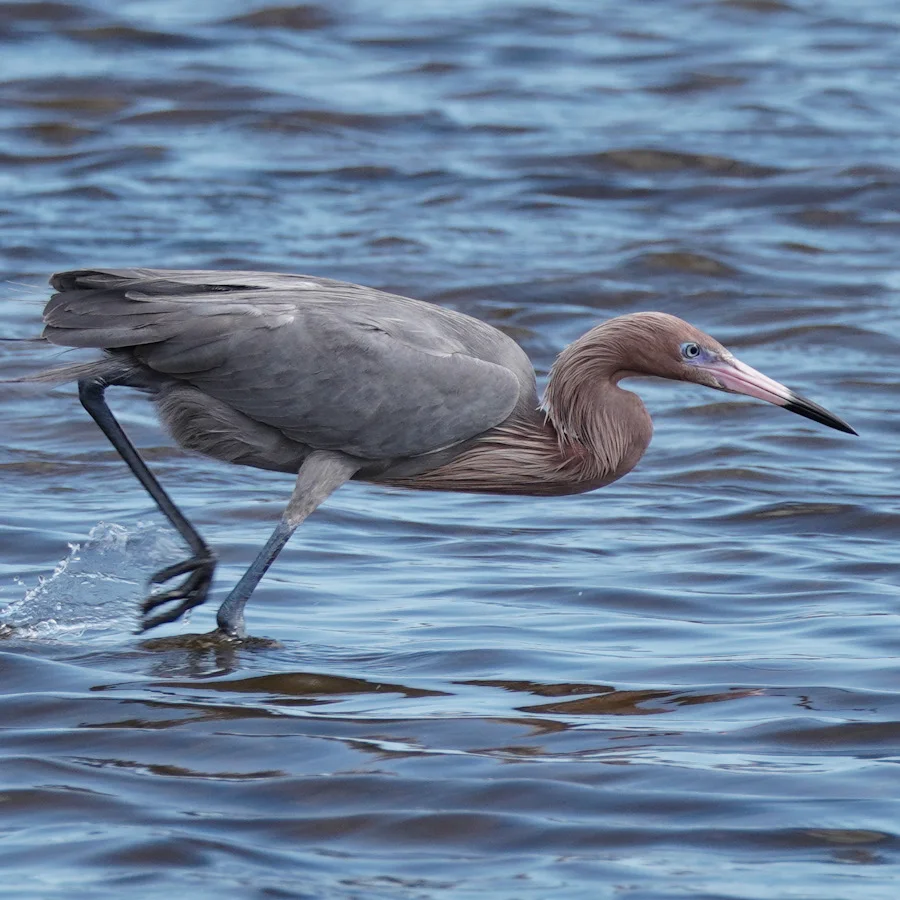 Action shot: A Reddish Egret stalks prey. Click for sighting details and a bonus photo of it striking on iNaturalist.