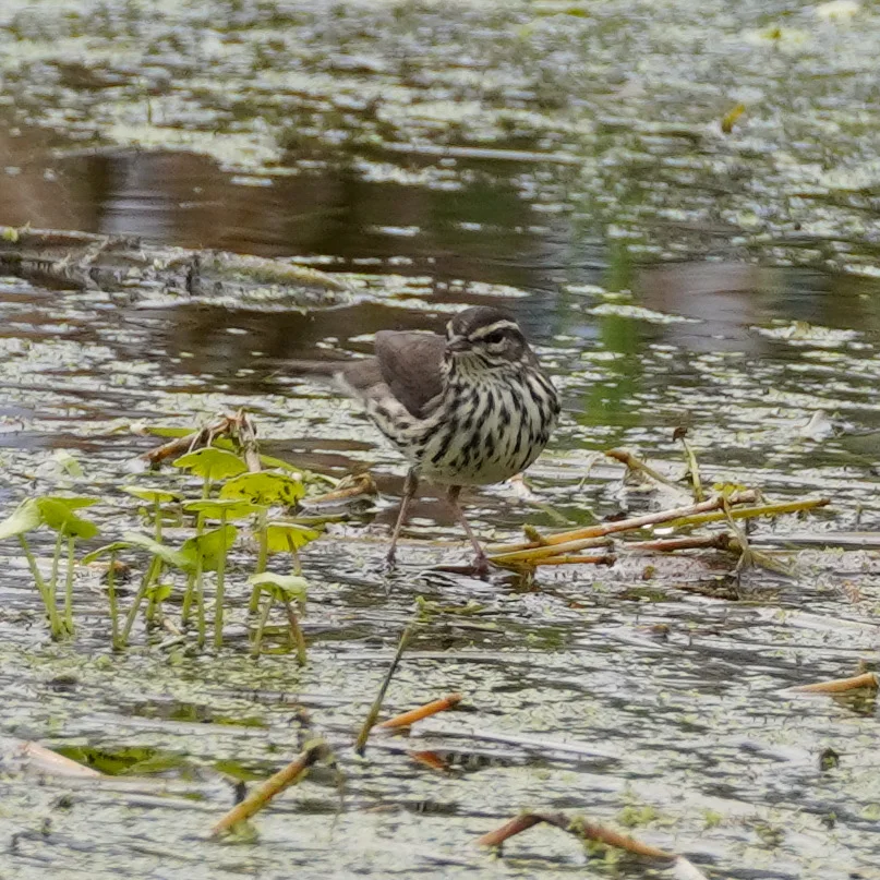 Northern Waterthrush