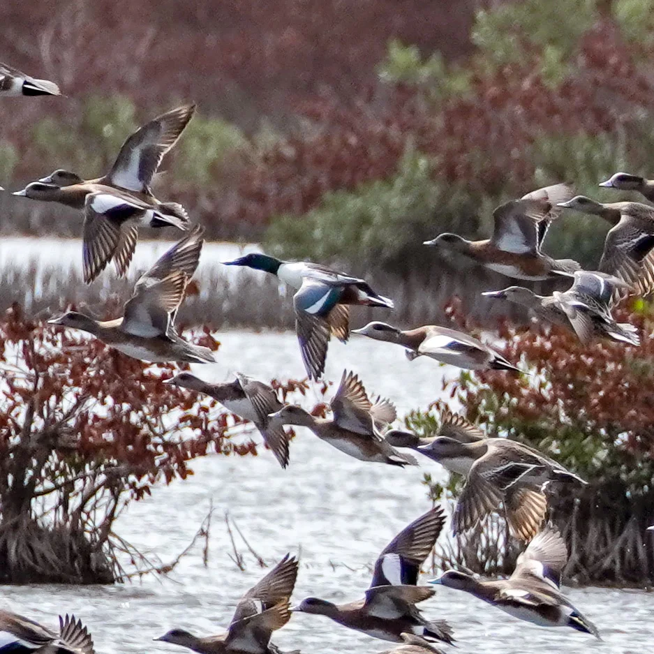 Action shot: Shovelers and Wigeons in flight. Click this image to view our 7-photo forensic study on iNaturalist.