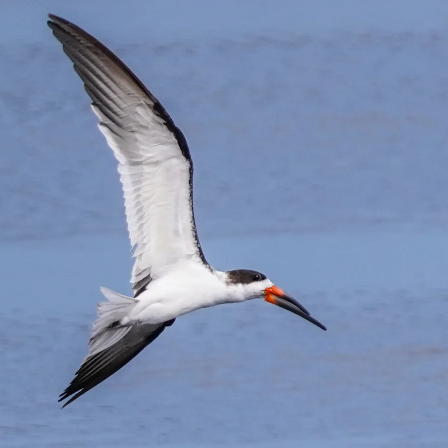Eye-level view: A Black Skimmer in flight. Click for sighting deets and a bonus photo of it skimming on iNaturalist.