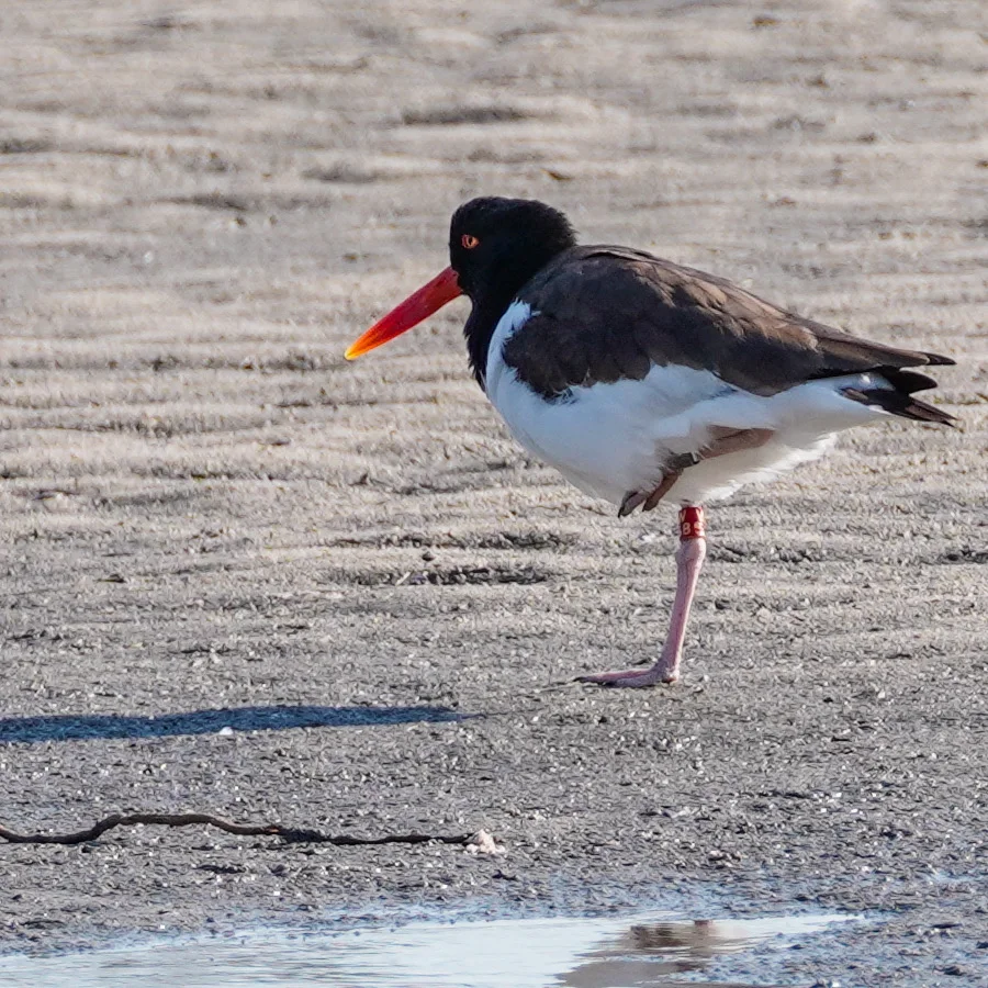 A splash of orange: An American Oystercatcher taking a one-legged rest on the mudflats during our outing.