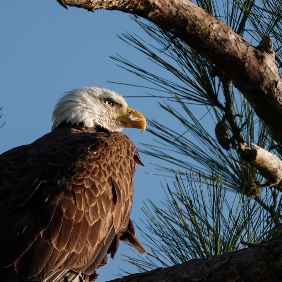 Bald Eagle