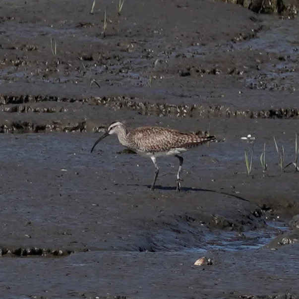 Hudsonian Whimbrel