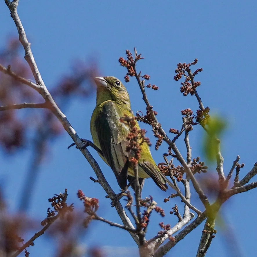 Painted Bunting