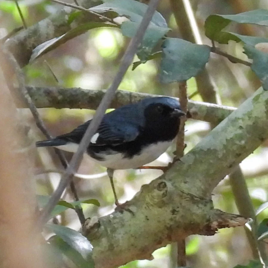 Black-throated Blue Warbler