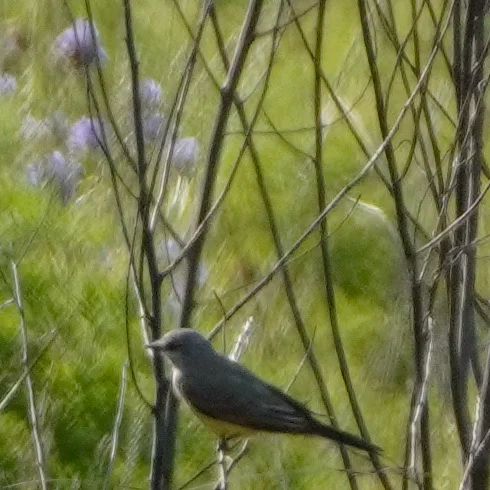 Western Kingbird