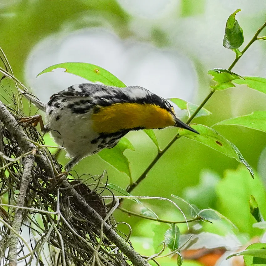 Yellow-throated Warbler