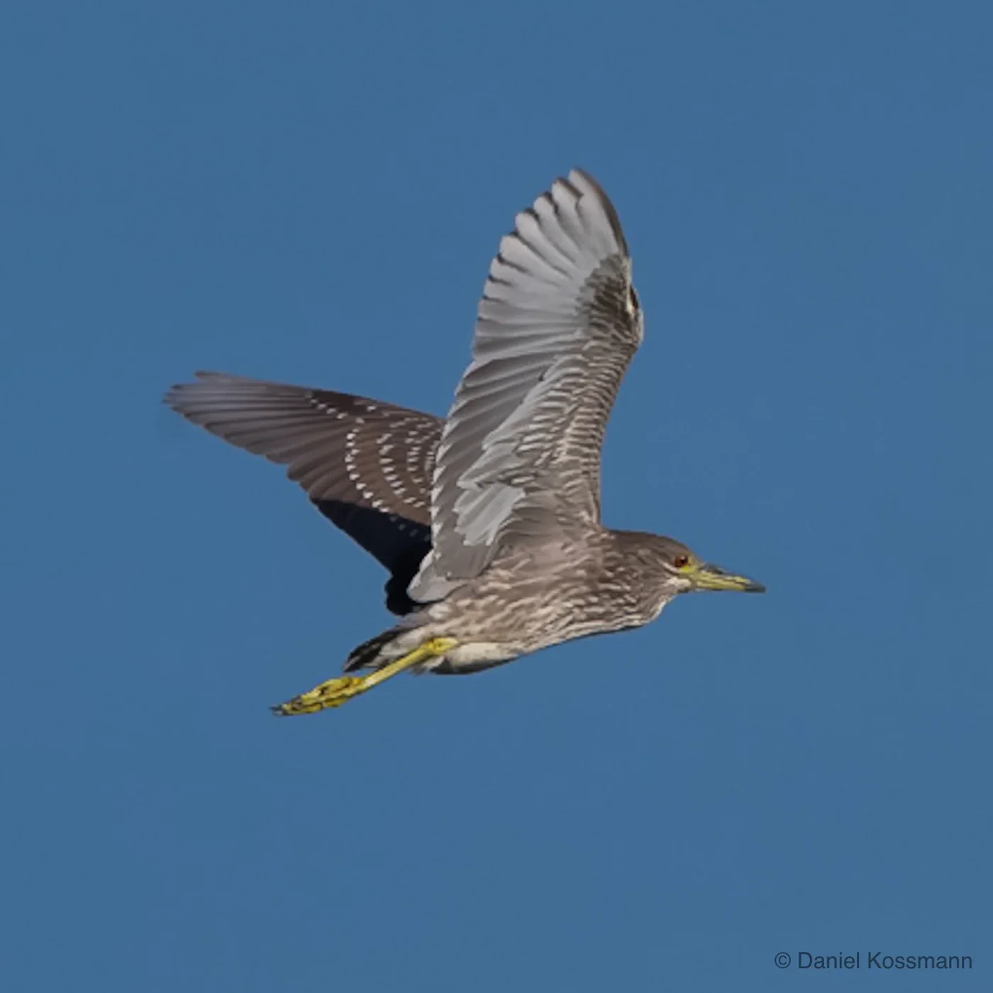 Black-crowned Night Heron in flight