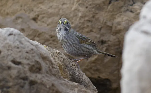 Seaside Sparrow