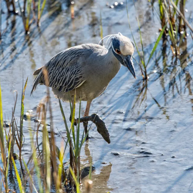 Yellow-crowned Night Heron