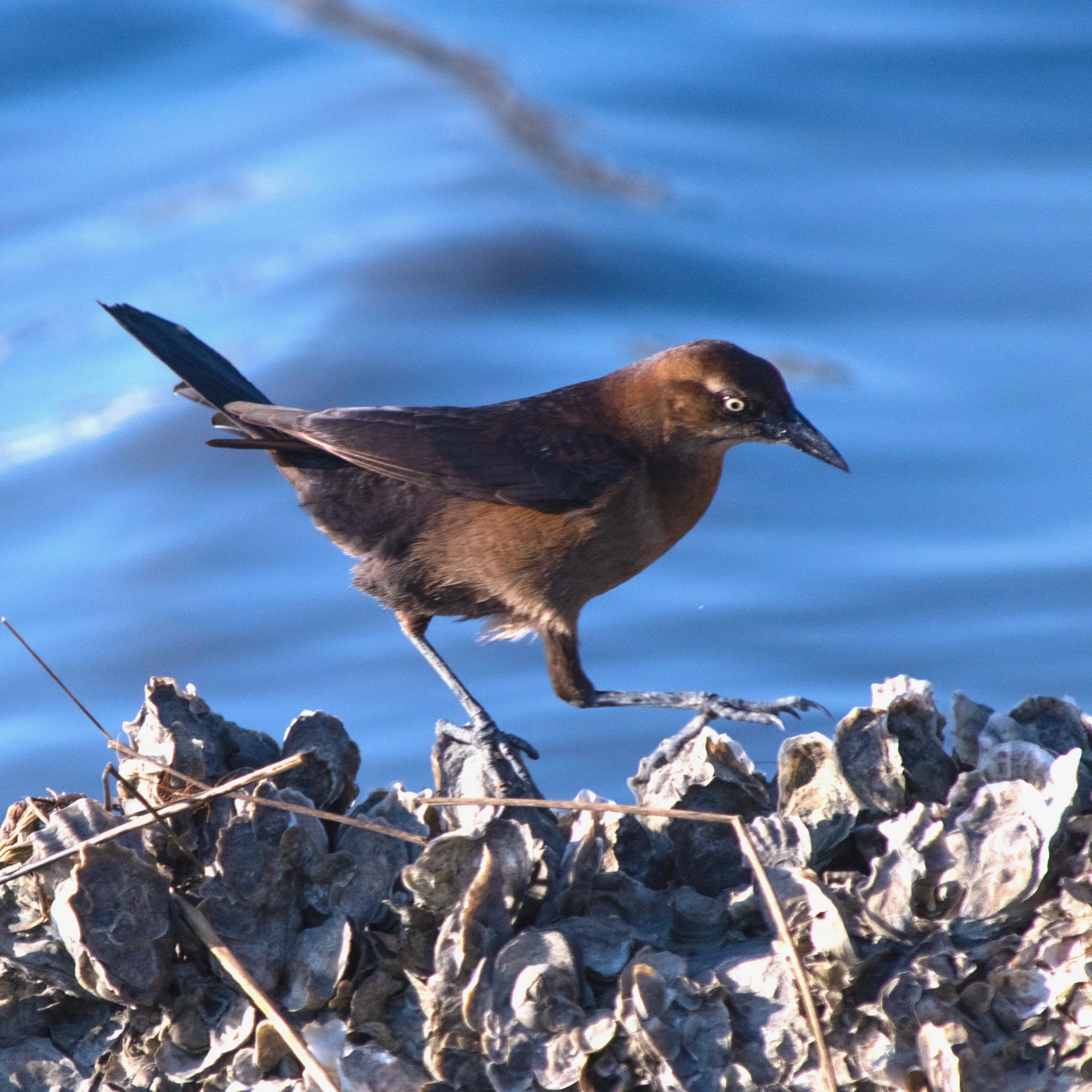 Boat-tailed Grackle female
