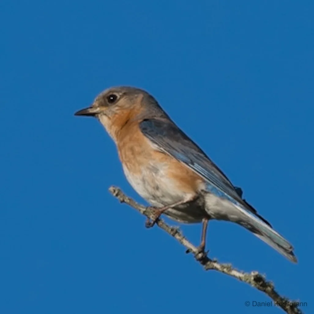 Eastern Bluebird female