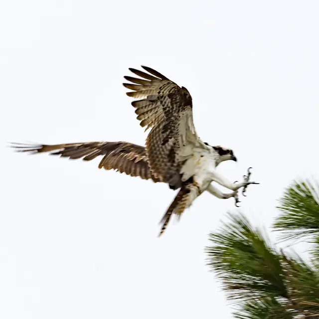 Osprey Landing