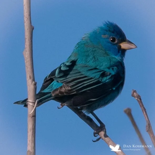 Indigo Bunting