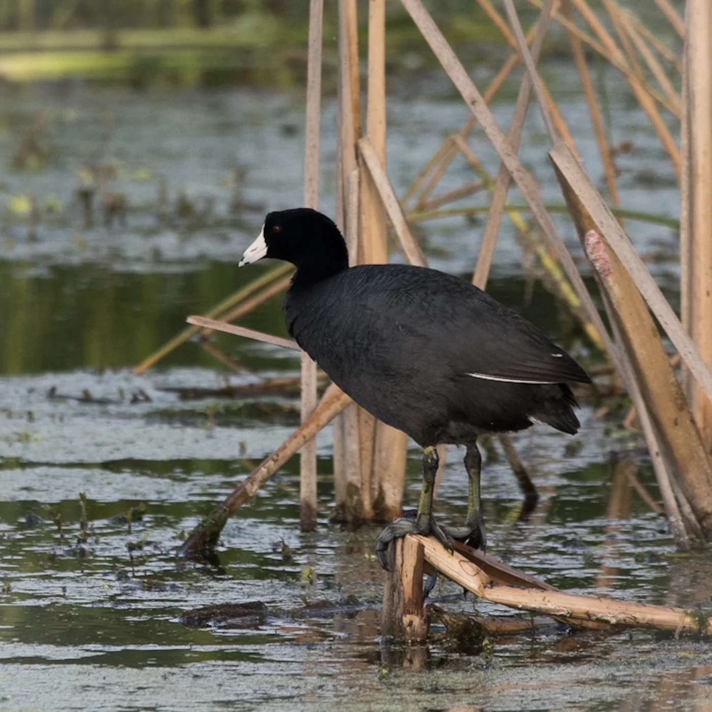 American Coot