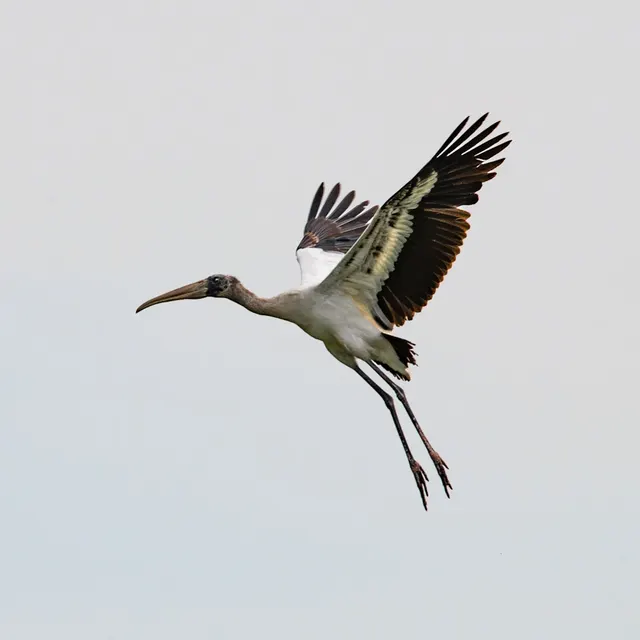 Wood Stork