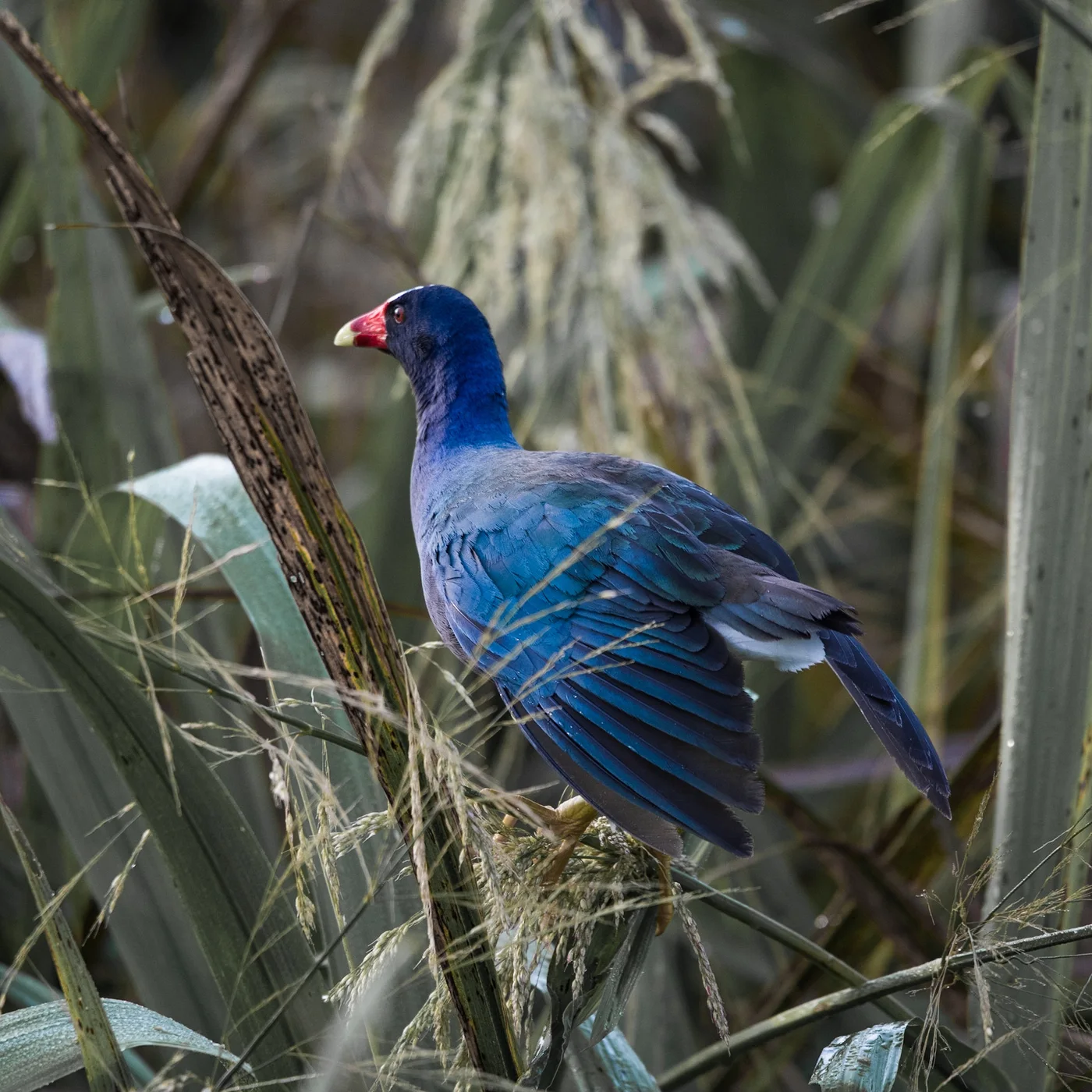 Purple Gallinule