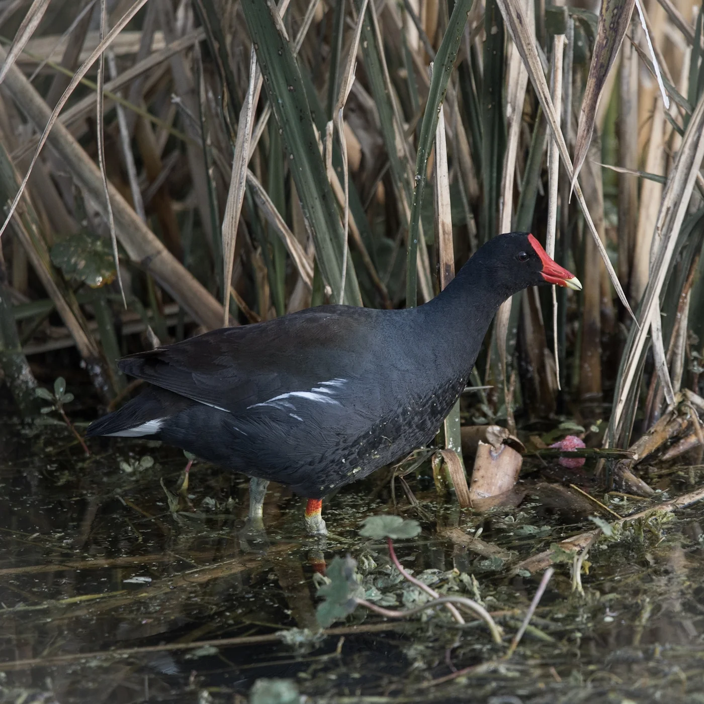 Common Gallinule