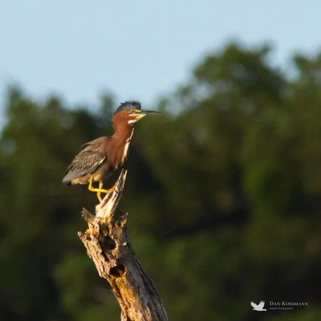 Green Heron on snag