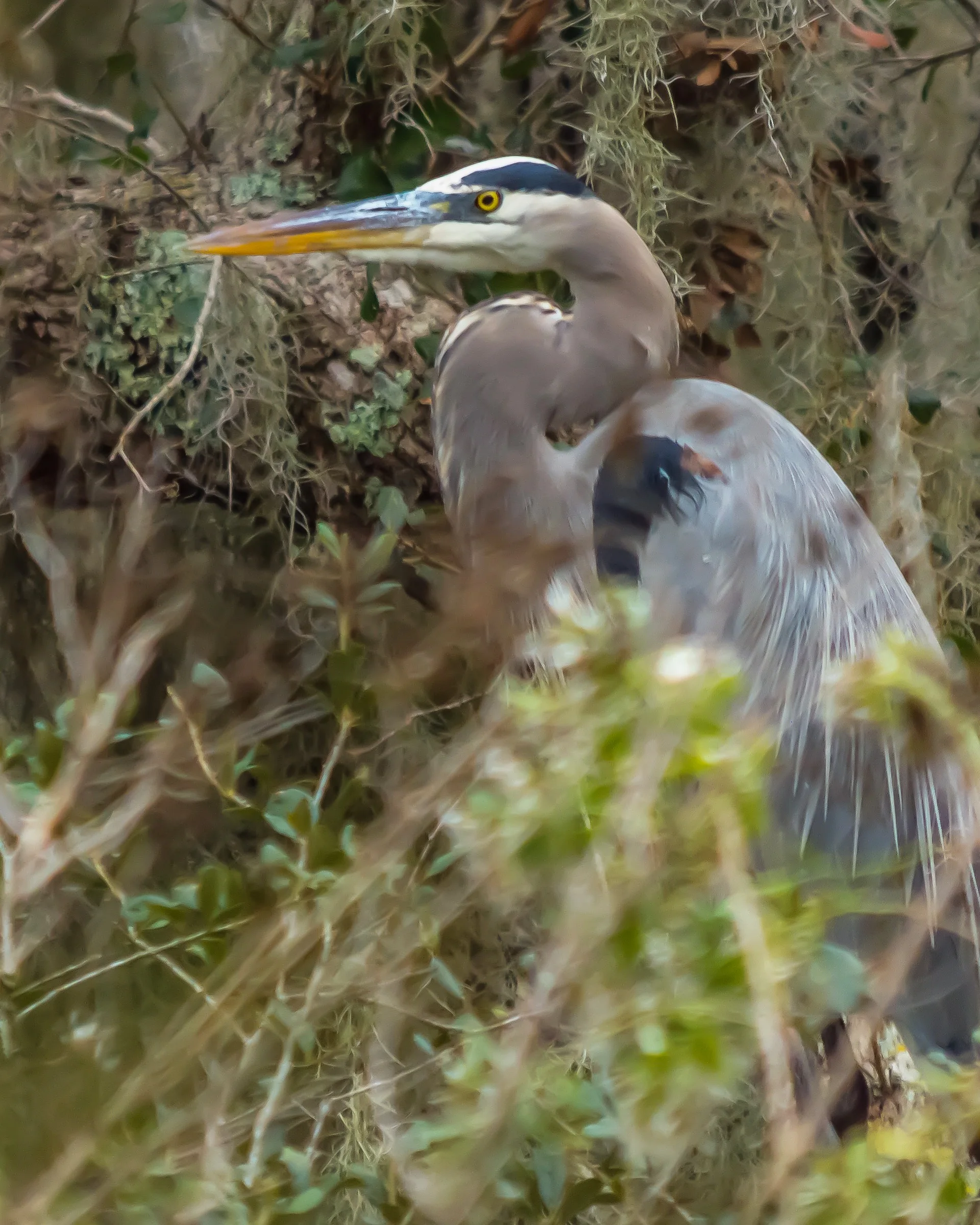 Great Blue Heron