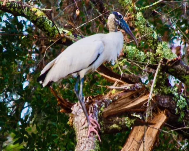 Wood Stork
