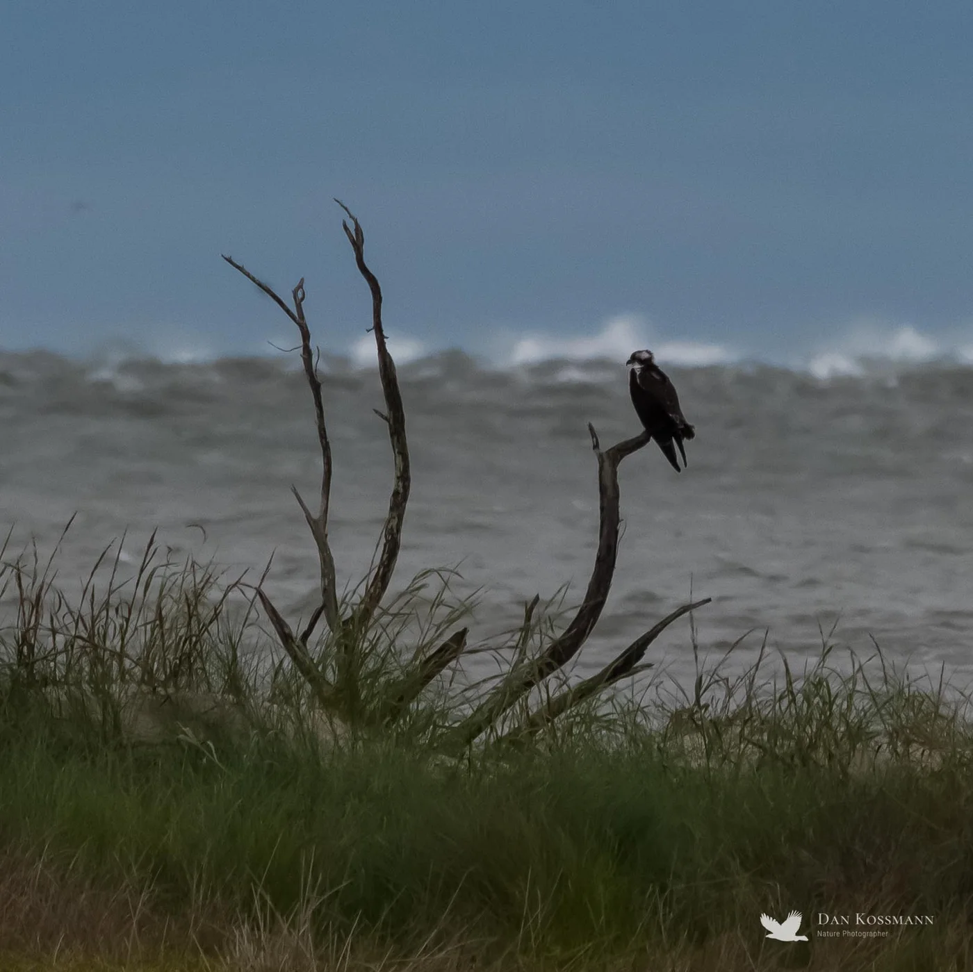 Osprey on a driftwood snag
