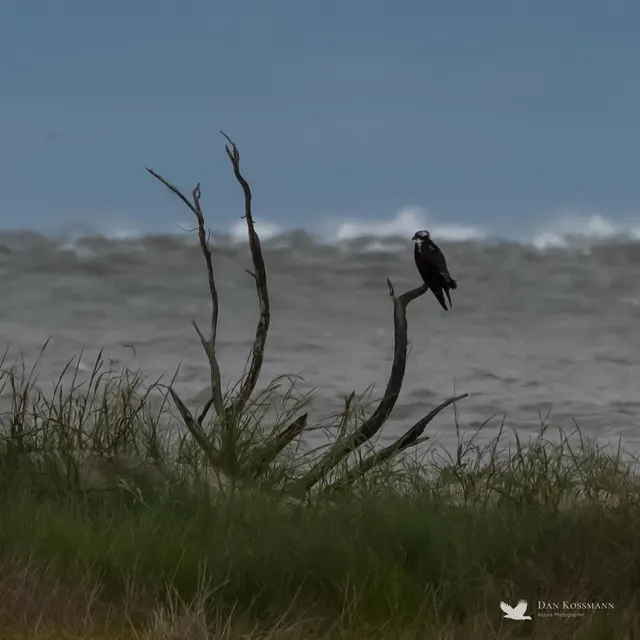 Osprey on a driftwood snag