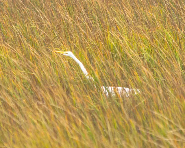 Great Egret in marsh grass