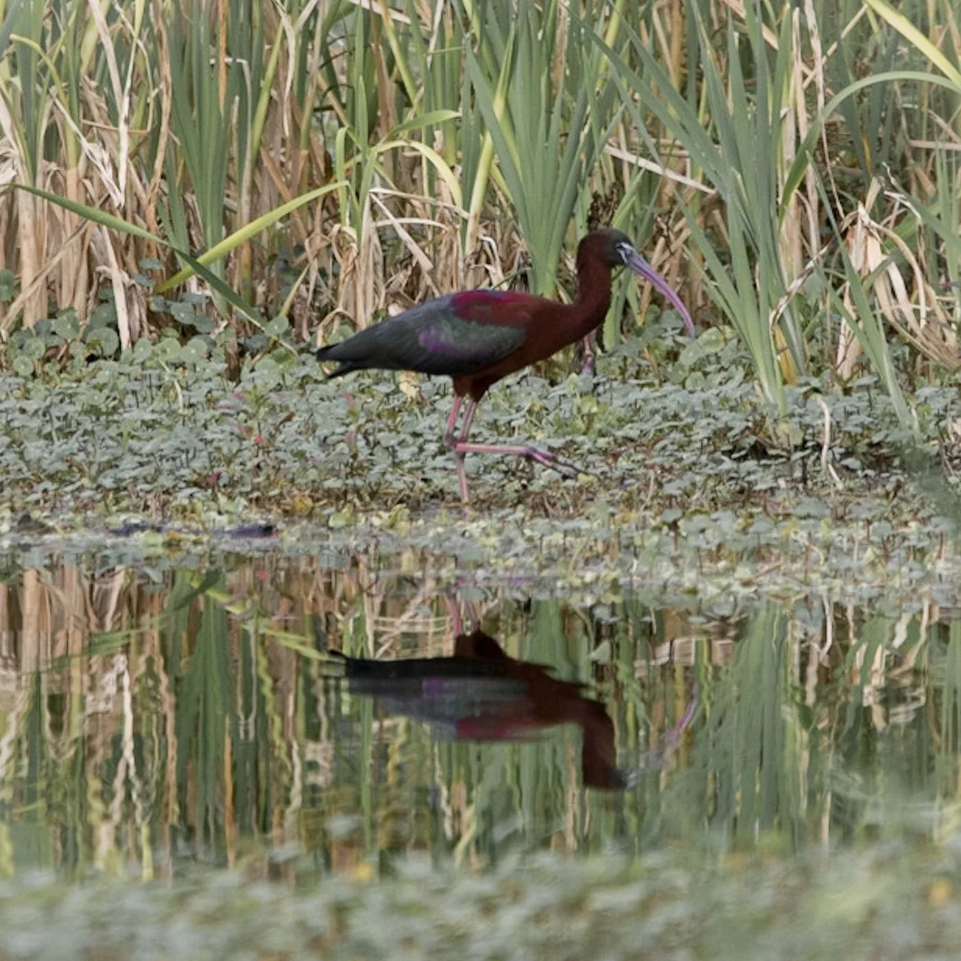 Glossy Ibis