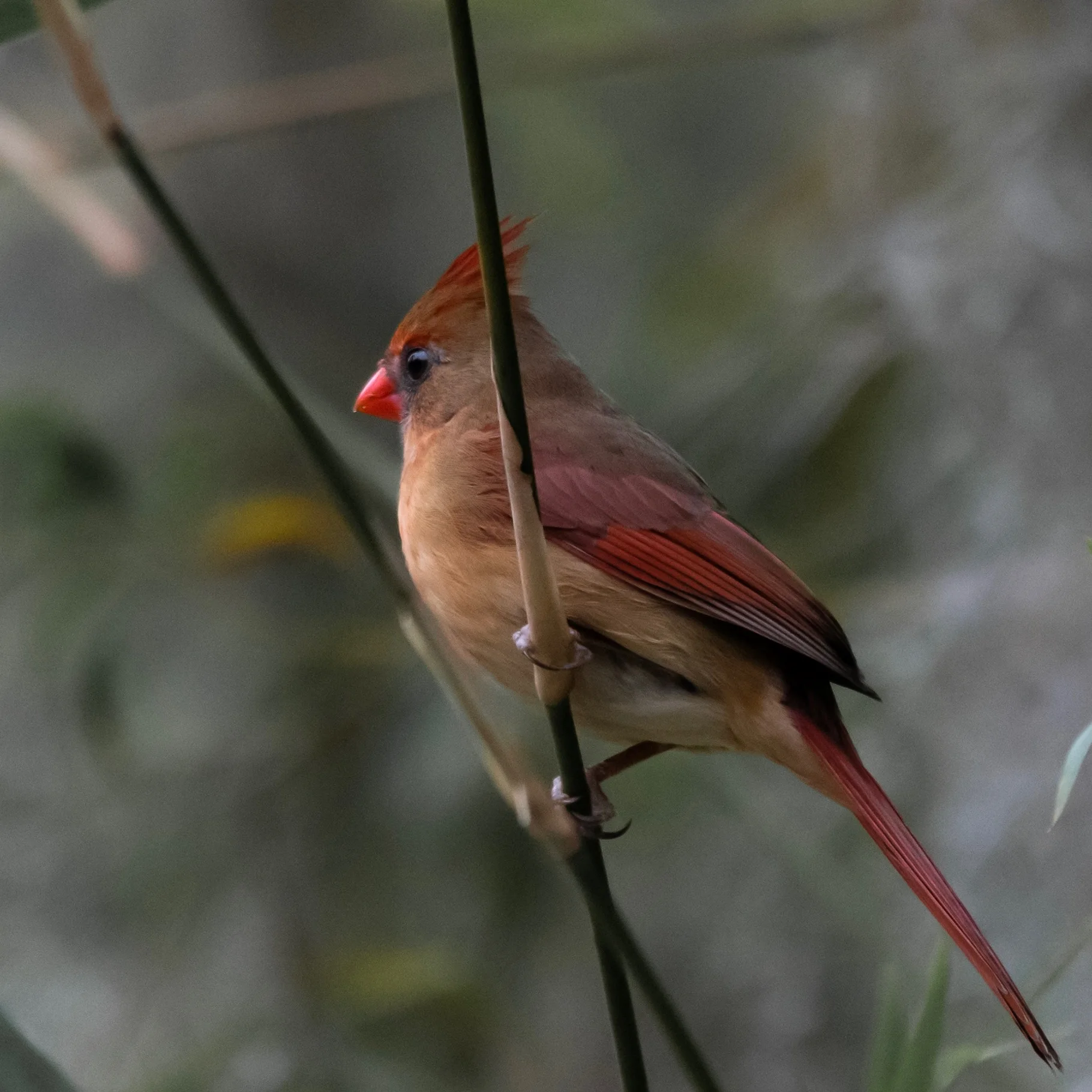 Northern Cardinal