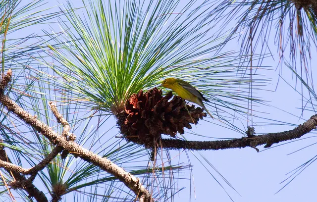 Pine Warbler