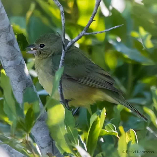 Painted Bunting female