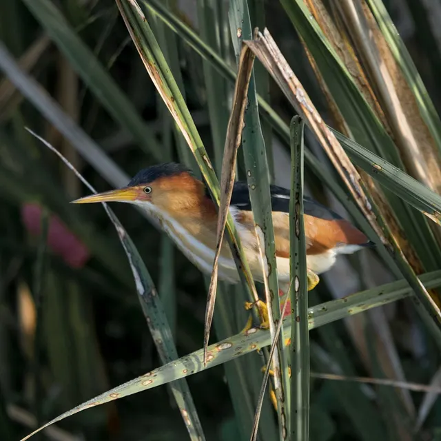 Least Bittern