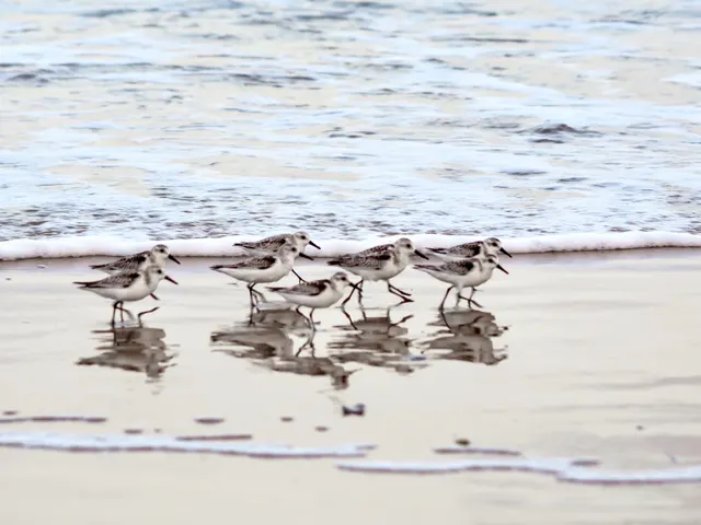 Sanderlings