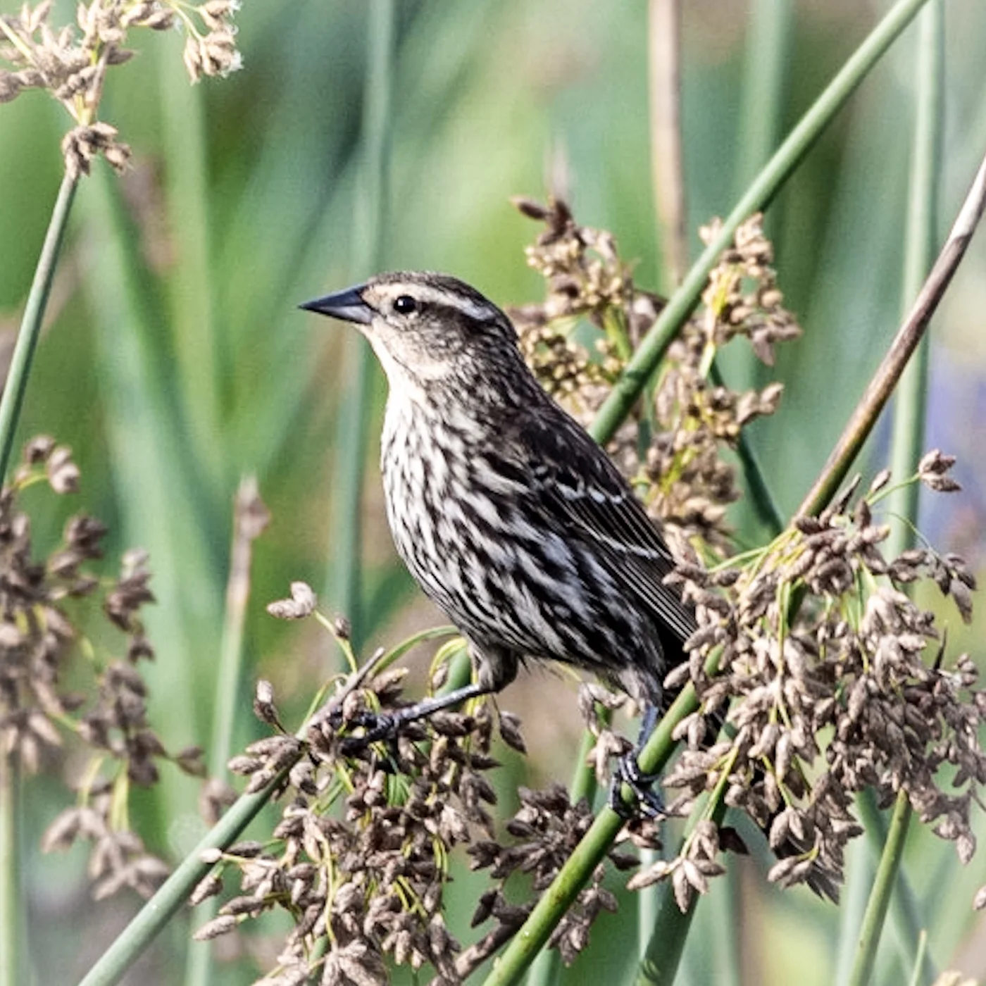 Red-winged Blackbird Female