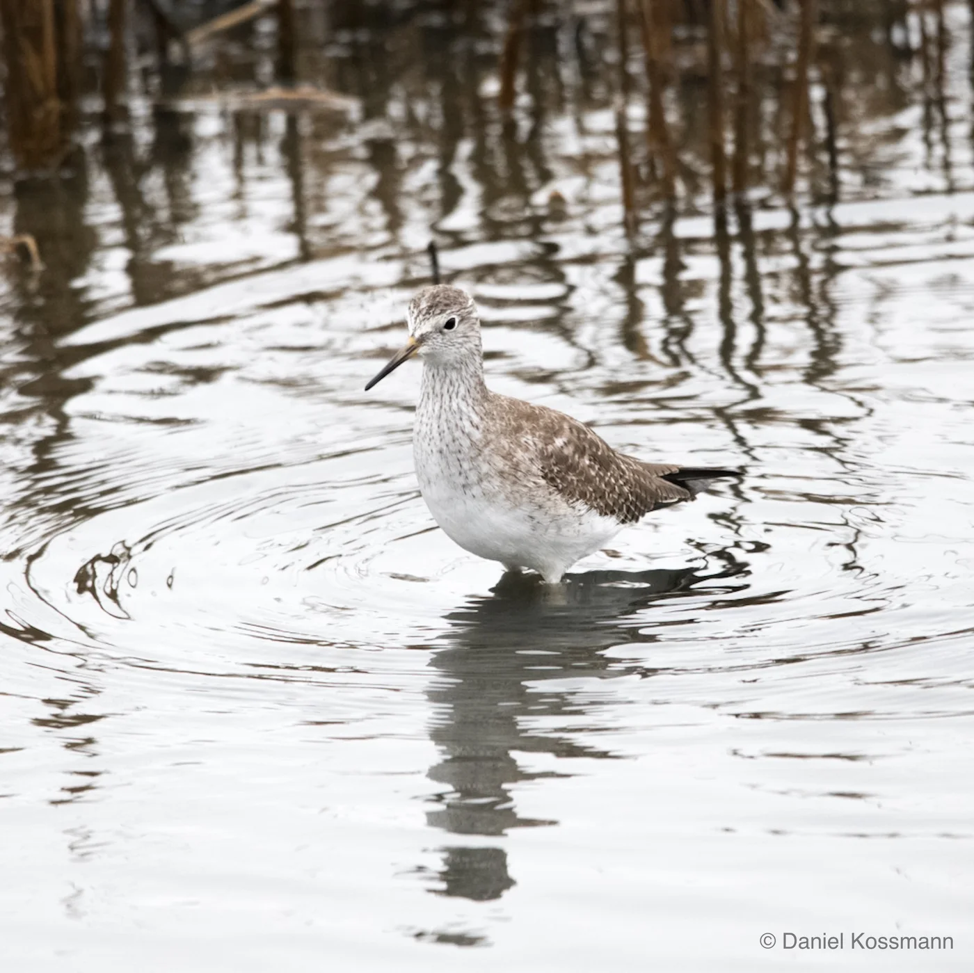 Yellowlegs in the shallows
