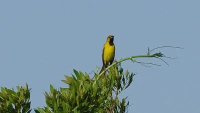 Orchard Oriole at Crane Island