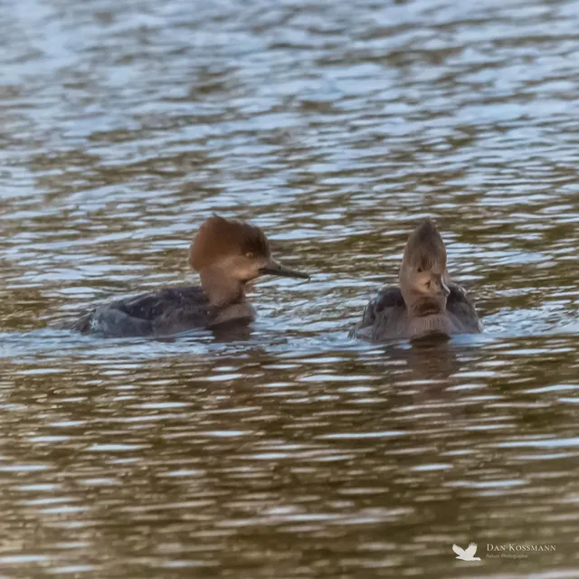 Hooded Mergansers