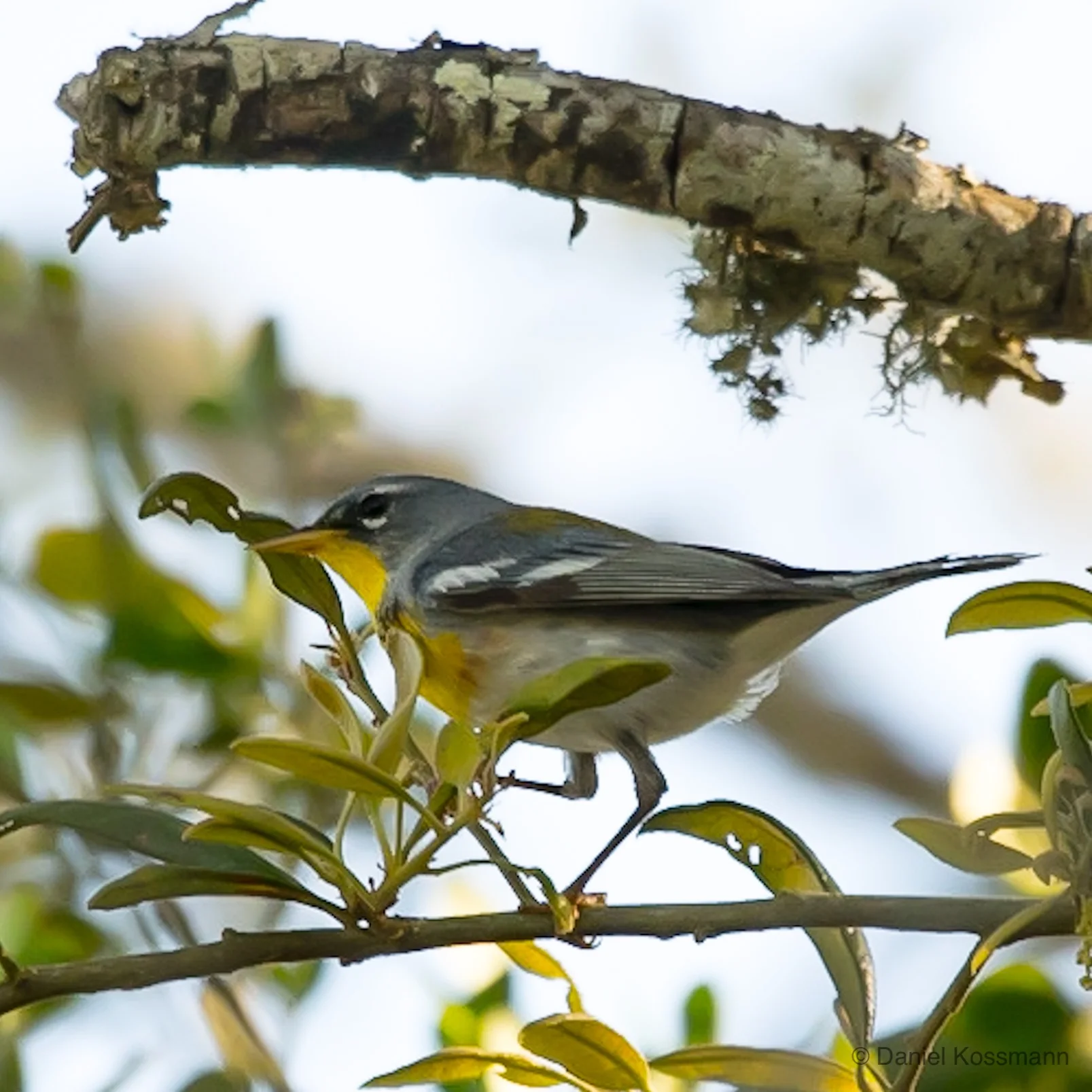 Northern Parula male