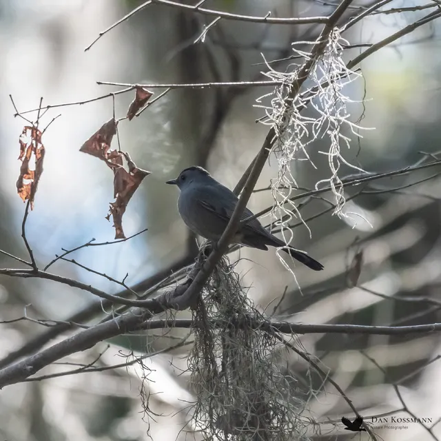 Gray Catbird