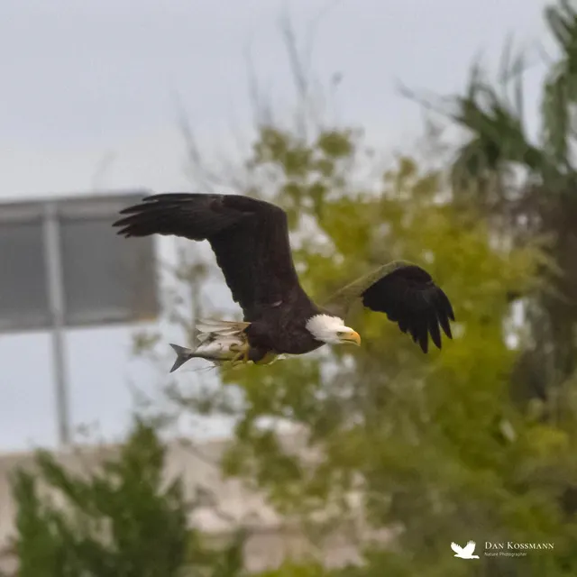 Bald Eagle with a stolen sea trout
