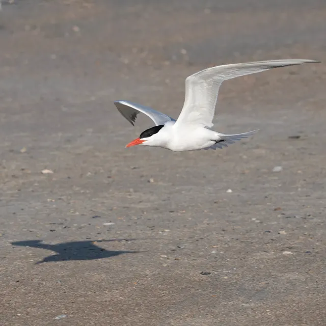 Royal Tern breeding plumage