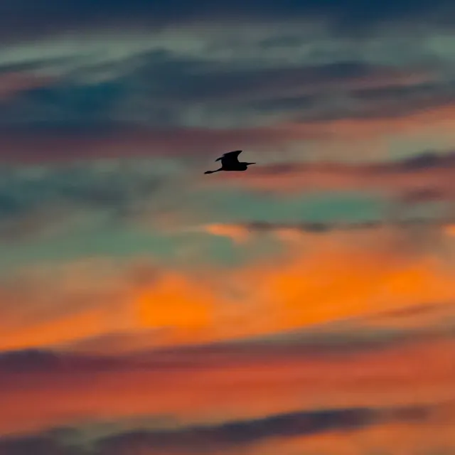Heron at dusk