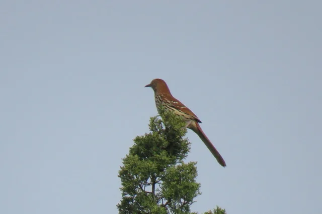 Brown Thrasher
